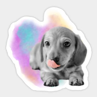 Dachshund Puppy Watercolor Sticker